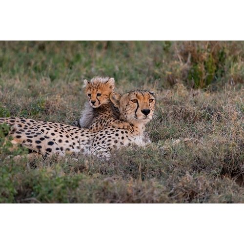 Africa-Tanzania-Serengeti National Park Mother cheetah and baby